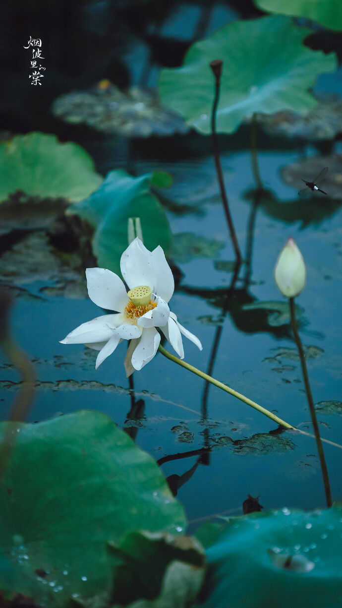 【原创】《清晨感怀》
夜来微雨润清晨，朝气混蒙无意晴
园静径幽鸟鸣脆，凉风徐来近似秋
广场几人南北事，云重迫近覆水来
天时无常难尽意，世人难得自清明
文/ 石家庄—金山
图/烟波里的棠（已授权）（订阅 @一诗一文 发现诗意生活、每天给你温暖陪伴 ）