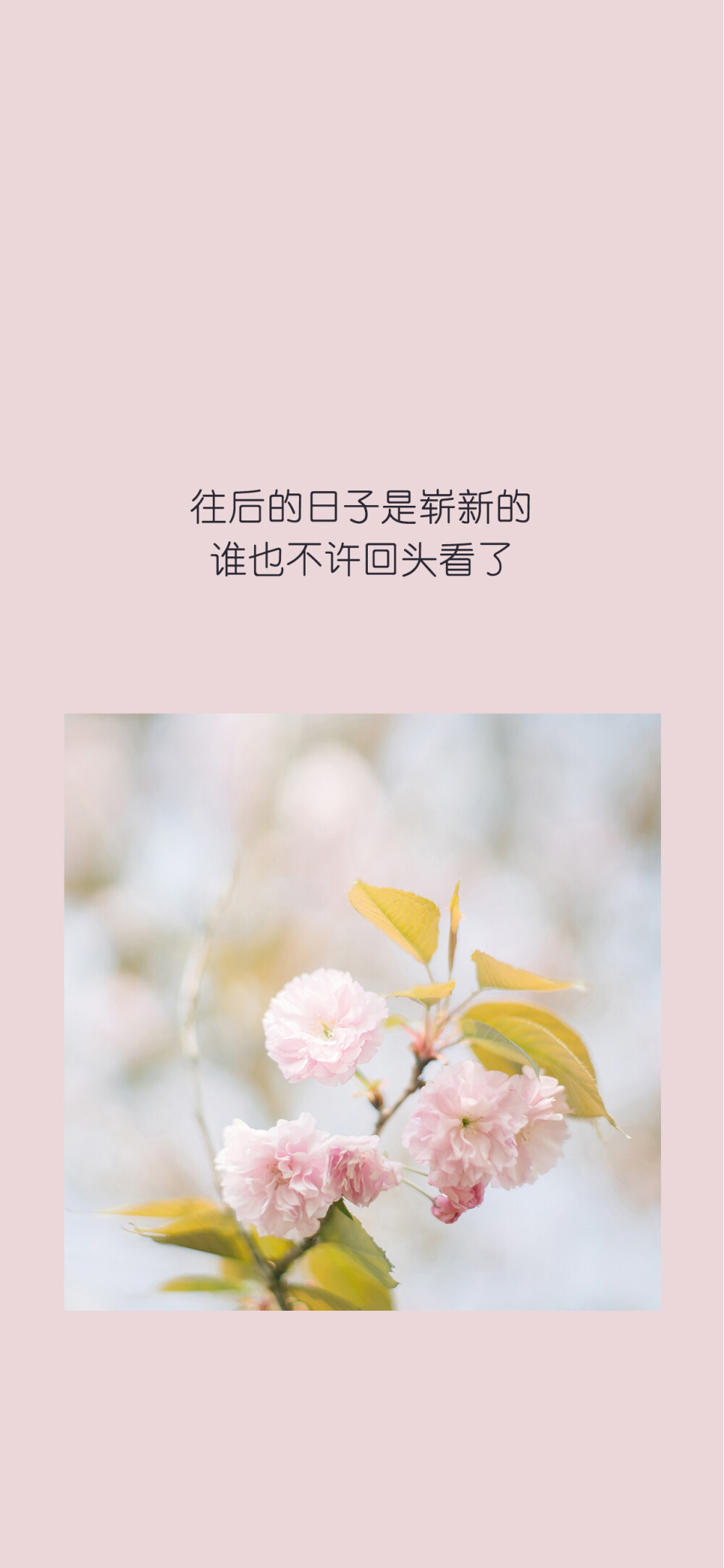 全面屏文字锁屏壁纸✨小清新意境壁纸