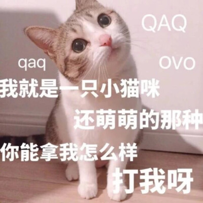 恋爱表情包