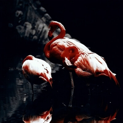 Flamingo.