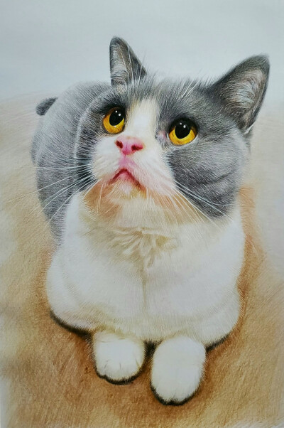 猫猫