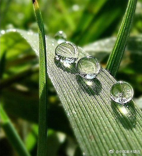 水珠与花