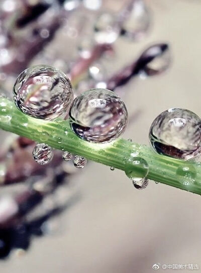 水珠与花