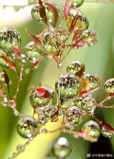 水珠与花