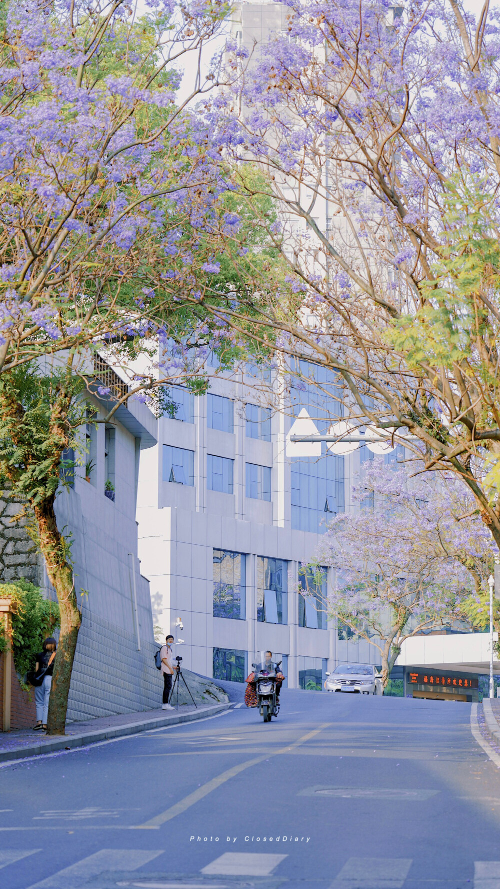 jacaranda blooms
「等一棵会开花的树」 ​​​
摄影@ClosedDiary 
