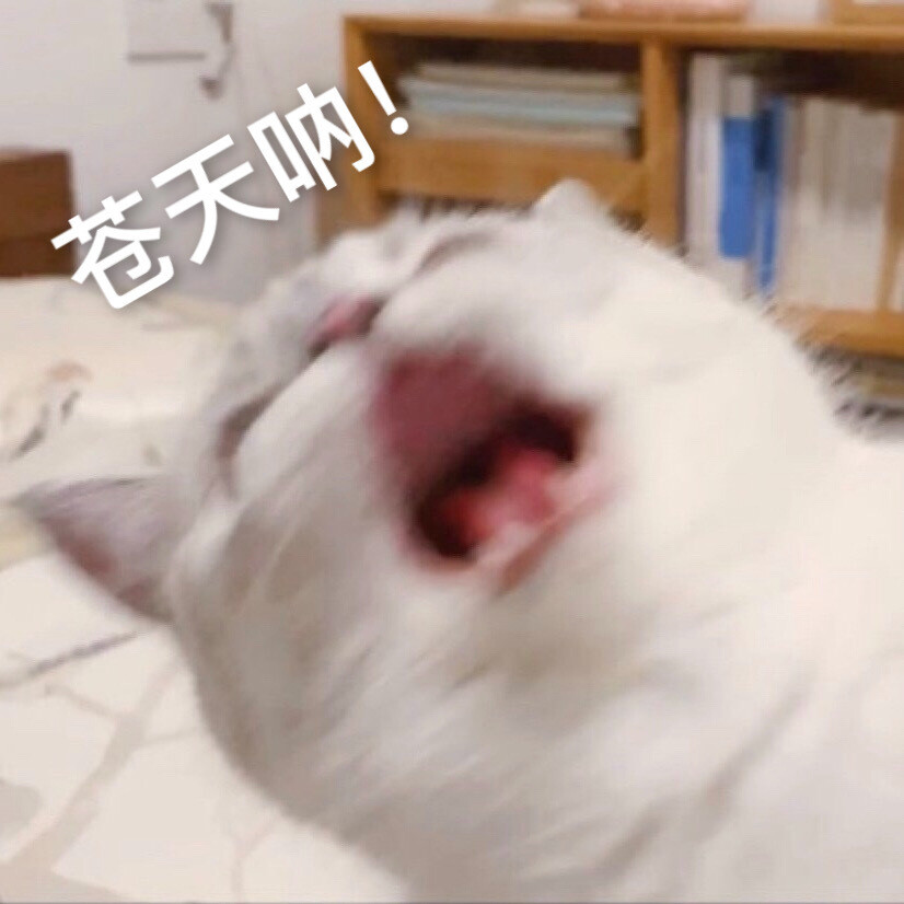 猫猫表情包