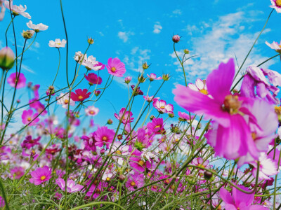 花海