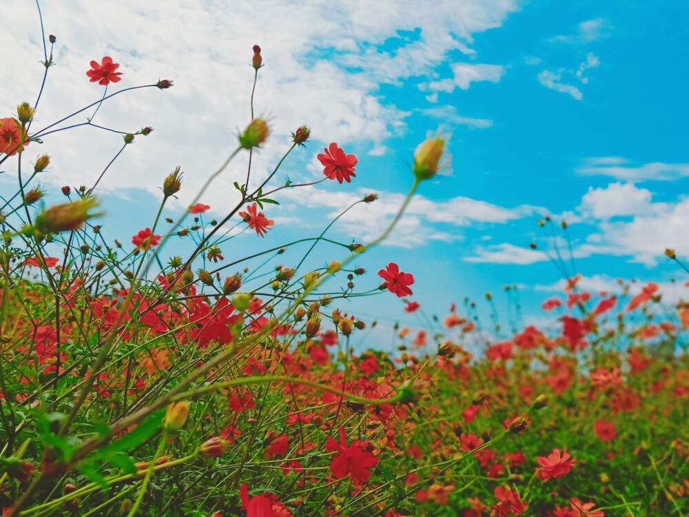 花海