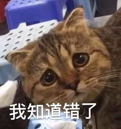 猫咪表情包我知道错了