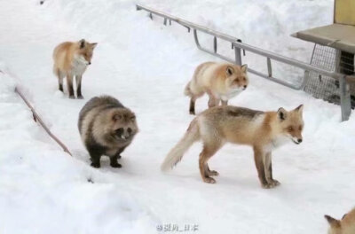 北海道北见市北狐牧场，一脸淡定地混在狐狸群里的狸。 ​​​