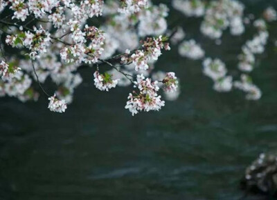 桃花 春水