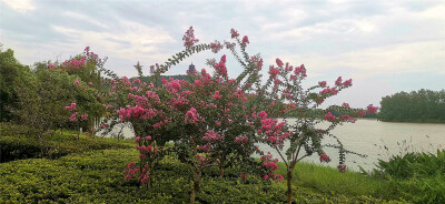 盛夏时节，来到吉安庐陵文化生态园，园内的紫薇花开正艳。一簇簇、一朵朵缀满枝头，绚丽灿烂，满树都是霞艳的丽影。微风中，花朵慢慢摇曳，那舞动的婀娜身姿，为园内增添了无限的浪漫色彩。紫薇花自古便是名花佳卉，…