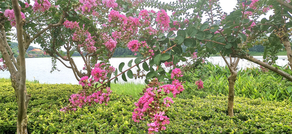 盛夏时节，来到吉安庐陵文化生态园，园内的紫薇花开正艳。一簇簇、一朵朵缀满枝头，绚丽灿烂，满树都是霞艳的丽影。微风中，花朵慢慢摇曳，那舞动的婀娜身姿，为园内增添了无限的浪漫色彩。紫薇花自古便是名花佳卉，宋代诗人杨万里曾赞颂“似痴如醉丽还佳，露压风欺分外斜。谁道花无红百日，紫薇长放半年花。”紫薇花的花期极长，可从6月一直开至9月。(摄/肖勇)