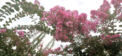 盛夏时节，来到吉安庐陵文化生态园，园内的紫薇花开正艳。一簇簇、一朵朵缀满枝头，绚丽灿烂，满树都是霞艳的丽影。微风中，花朵慢慢摇曳，那舞动的婀娜身姿，为园内增添了无限的浪漫色彩。紫薇花自古便是名花佳卉，…