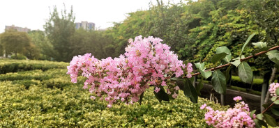 盛夏时节，来到吉安庐陵文化生态园，园内的紫薇花开正艳。一簇簇、一朵朵缀满枝头，绚丽灿烂，满树都是霞艳的丽影。微风中，花朵慢慢摇曳，那舞动的婀娜身姿，为园内增添了无限的浪漫色彩。紫薇花自古便是名花佳卉，…