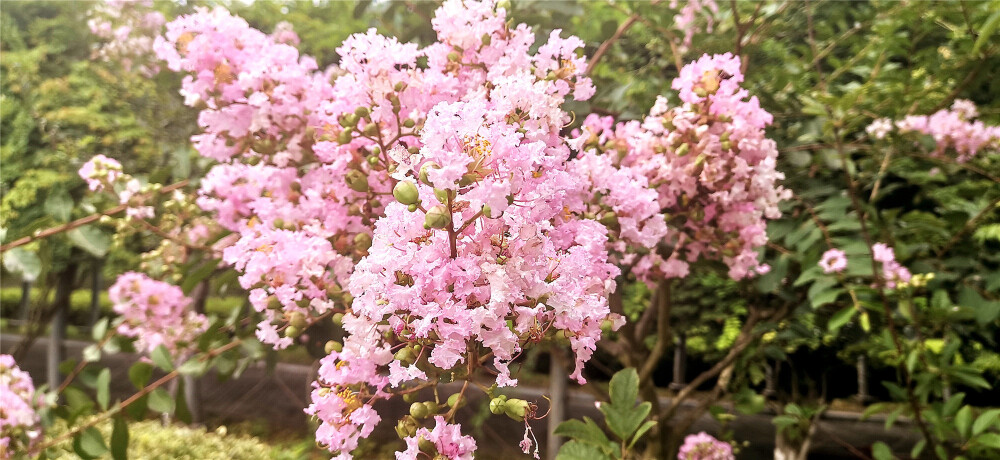 盛夏时节，来到吉安庐陵文化生态园，园内的紫薇花开正艳。一簇簇、一朵朵缀满枝头，绚丽灿烂，满树都是霞艳的丽影。微风中，花朵慢慢摇曳，那舞动的婀娜身姿，为园内增添了无限的浪漫色彩。紫薇花自古便是名花佳卉，宋代诗人杨万里曾赞颂“似痴如醉丽还佳，露压风欺分外斜。谁道花无红百日，紫薇长放半年花。”紫薇花的花期极长，可从6月一直开至9月。(摄/肖勇)