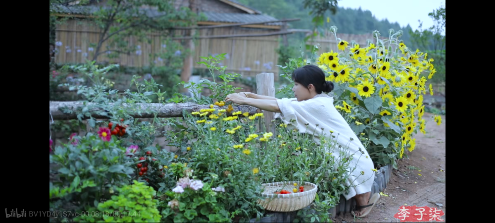 李子柒