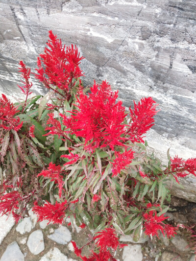 2018.10 南京安徽江西旅行 花朵植物
安徽 黄山 呈坎 苋