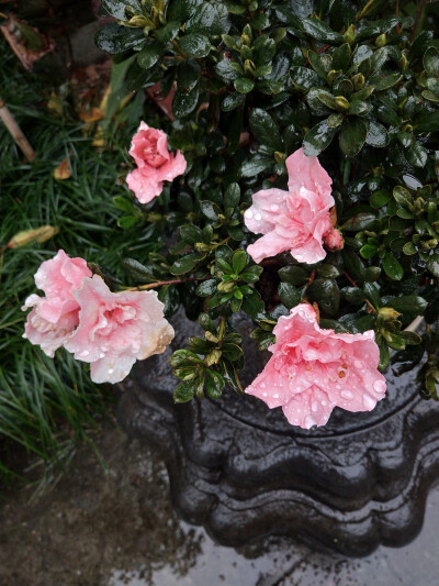 2018.10 南京安徽江西旅行 花朵植物
安徽 歙县 徽商大宅院 杜鹃花