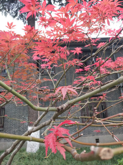 2018.10 南京安徽江西旅行 花朵植物
南京 总统府 枫