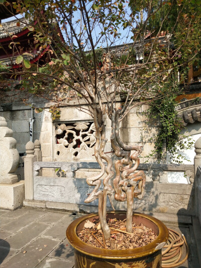 2018.10 南京安徽江西旅行 花朵植物
南京 鸡鸣寺