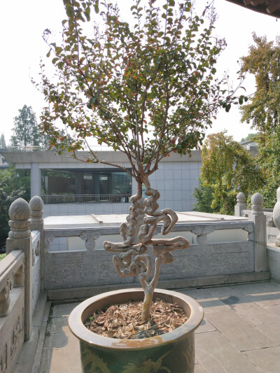 2018.10 南京安徽江西旅行 花朵植物
南京 鸡鸣寺