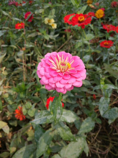 2018.10 南京安徽江西旅行 花朵植物
南京 玄武湖公园 百日菊