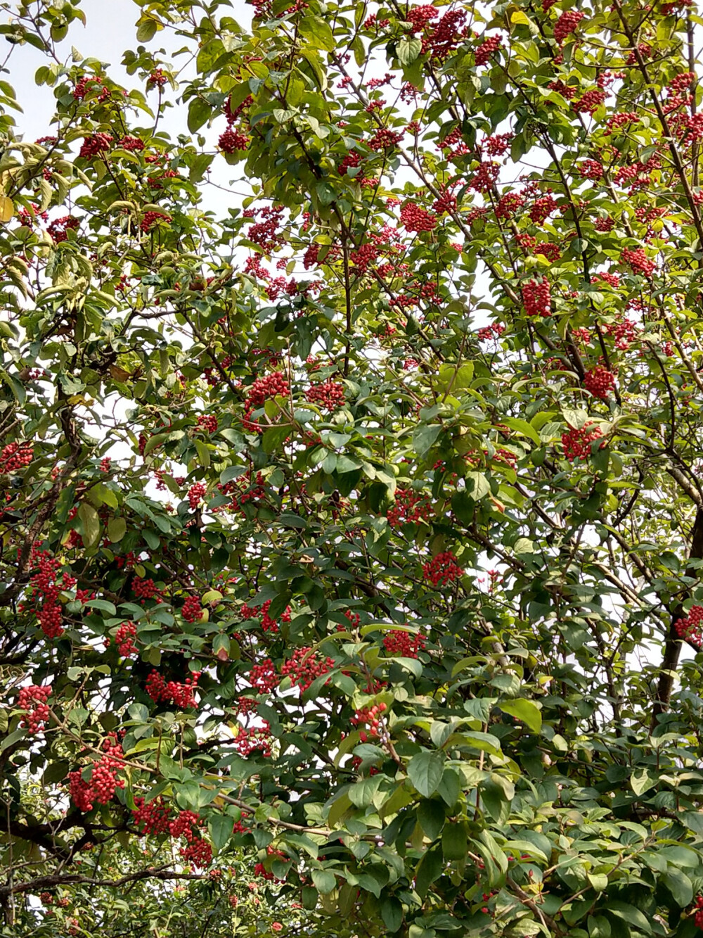 2018.10 南京安徽江西旅行 花朵植物
南京 玄武湖公园