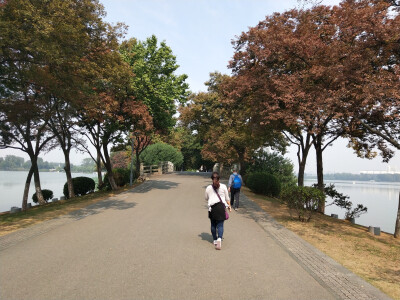 2018.10 南京安徽江西旅行 花朵植物
玄武湖公园