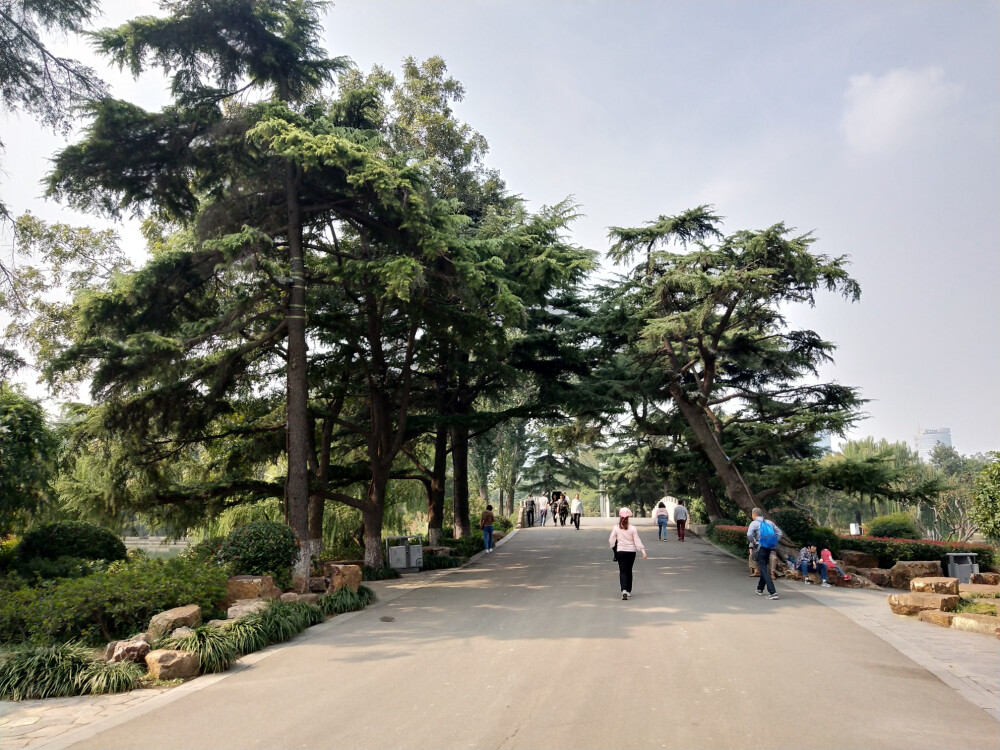 2018.10 南京安徽江西旅行 花朵植物
玄武湖公园