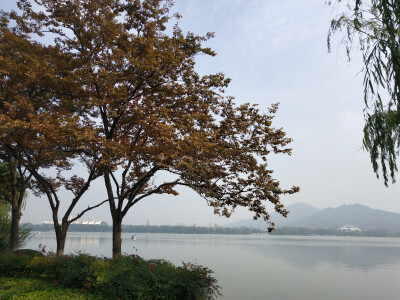 2018.10 南京安徽江西旅行 花朵植物
玄武湖公园