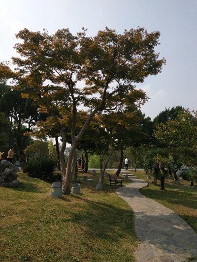 2018.10 南京安徽江西旅行 花朵植物
玄武湖公园