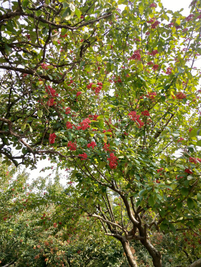 2018.10 南京安徽江西旅行 花朵植物
玄武湖公园