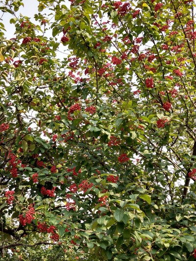 2018.10 南京安徽江西旅行 花朵植物
玄武湖公园