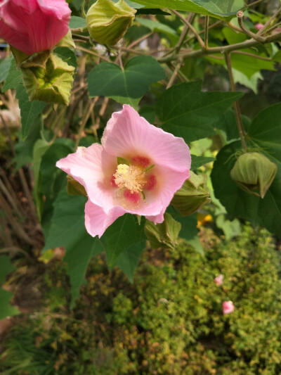 2018.10 南京安徽江西旅行 花朵植物
江宁织造博物馆 木芙蓉