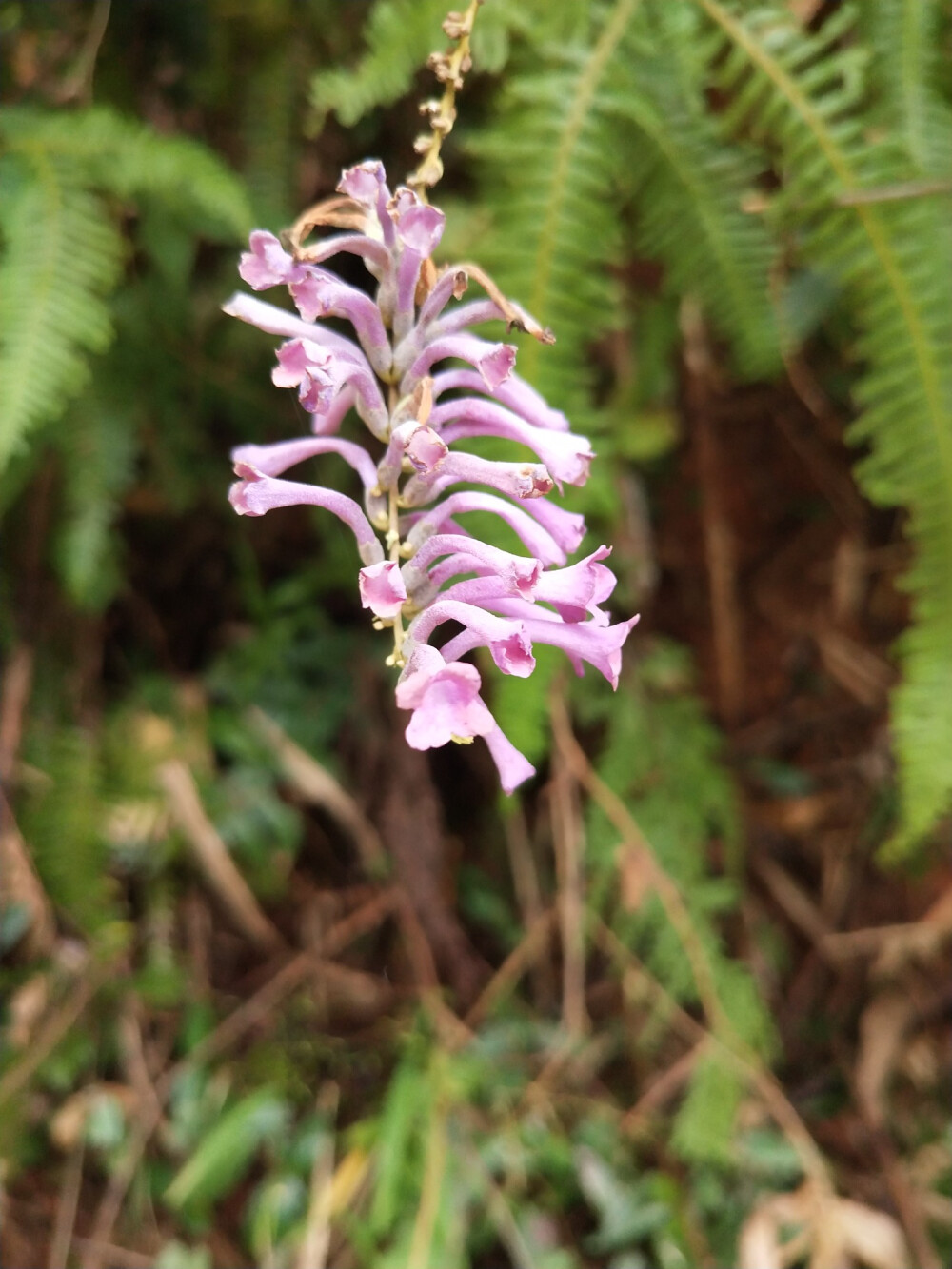 2018.10 南京安徽江西旅行 花朵植物
江西 婺源 醉鱼草