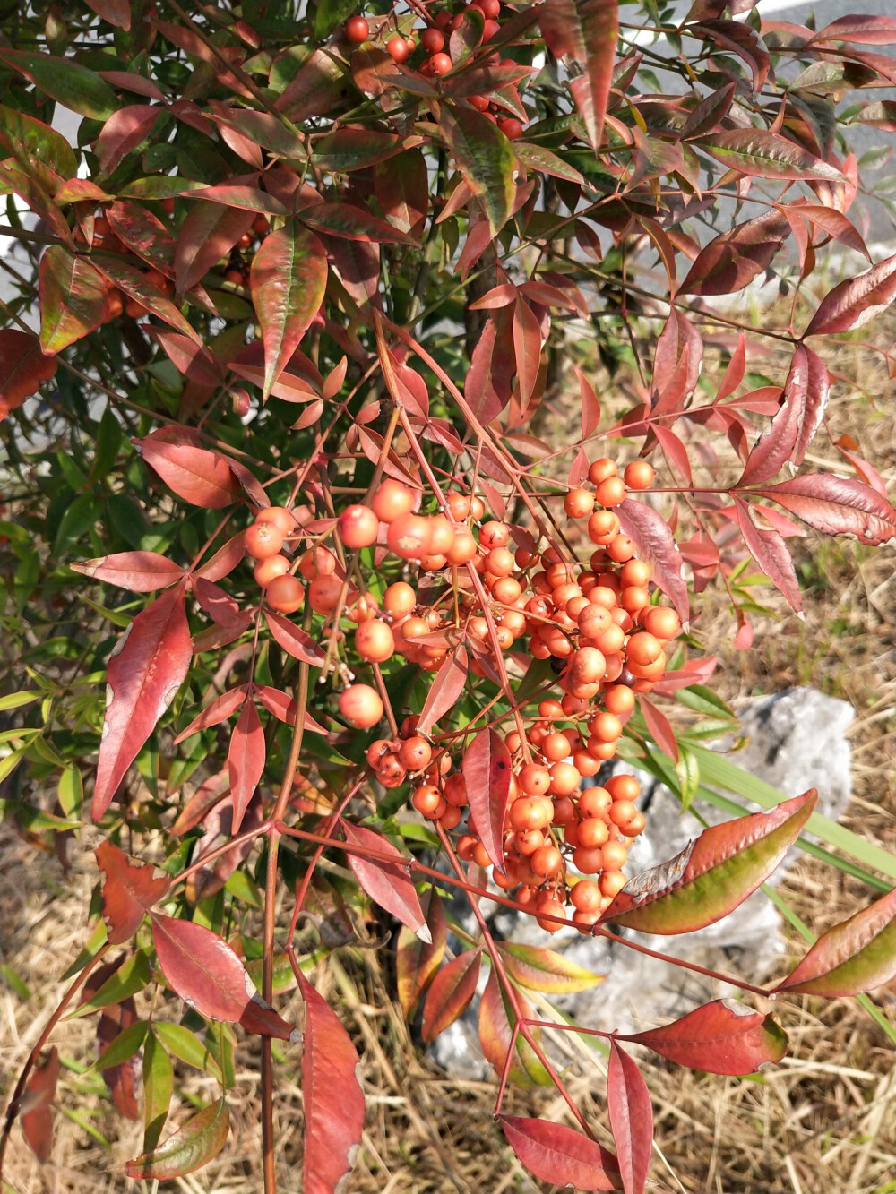 2018.10 南京安徽江西旅行 花朵植物
江西 南昌机场 南天竹