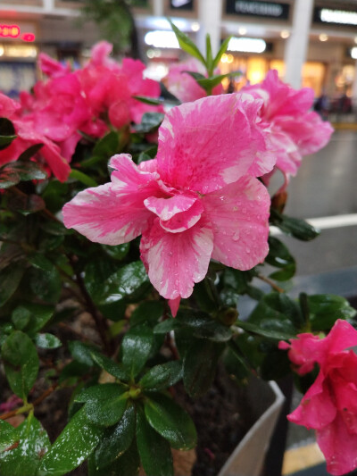 2018.10 南京安徽江西旅行 花朵植物
江西 南昌 杜鹃花