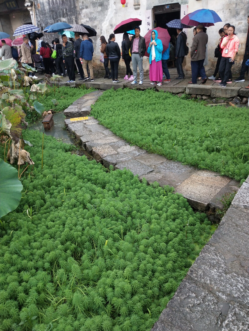 2018.10 南京安徽江西旅行 花朵植物
安徽 宏村 狐尾藻