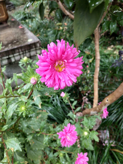 2018.10 南京安徽江西旅行 花朵植物
安徽 歙县 徽商大宅院 翠菊