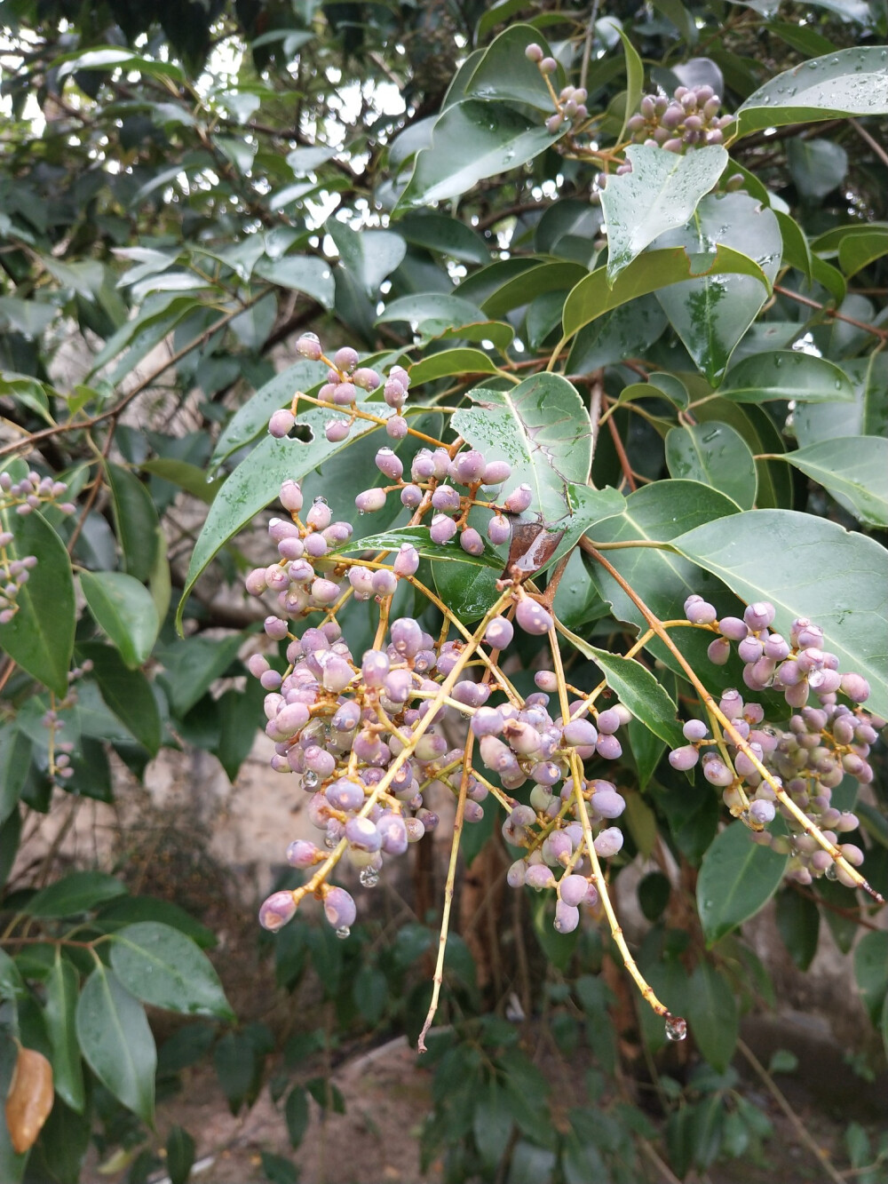 2018.10 南京安徽江西旅行 花朵植物
安徽 呈坎 女贞