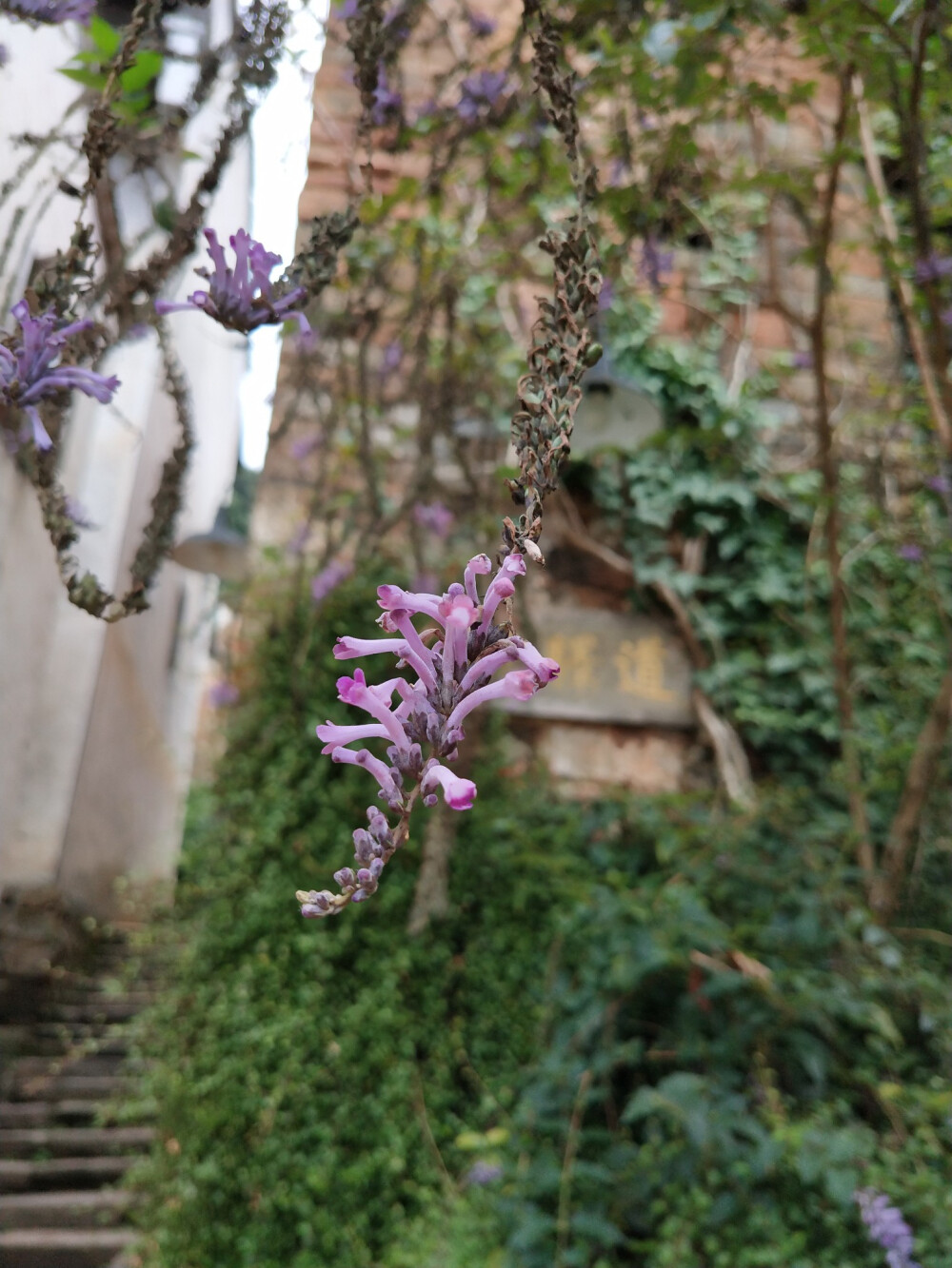 2018.10 南京安徽江西旅行 花朵植物
江西婺源 醉鱼草