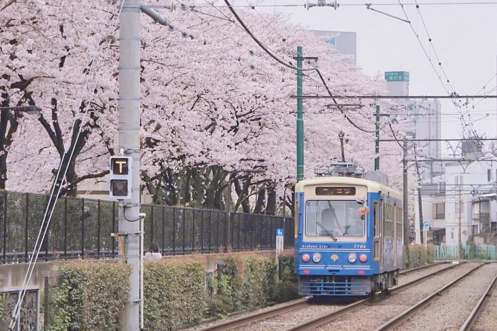 自截 樱花背景