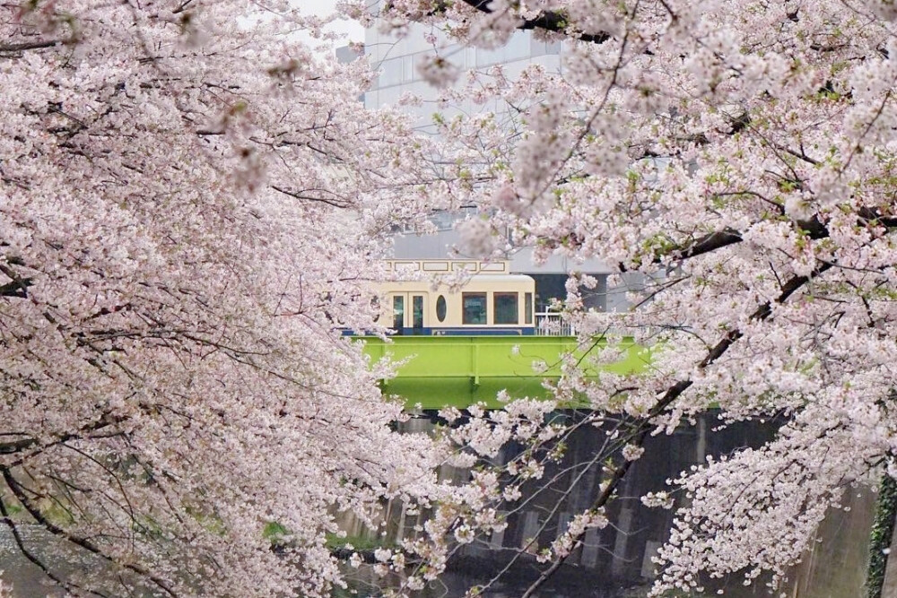 自截 樱花背景