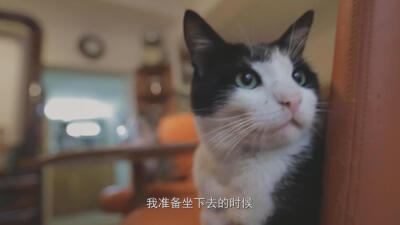 爱猫之城