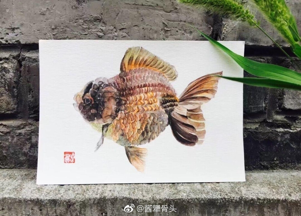 金鱼