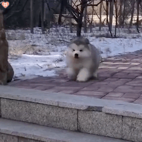 可爱狗狗表情包动图