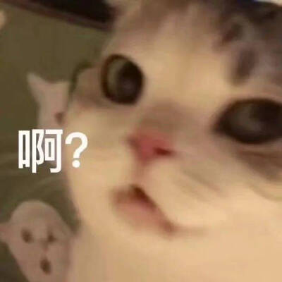 猫猫表情包