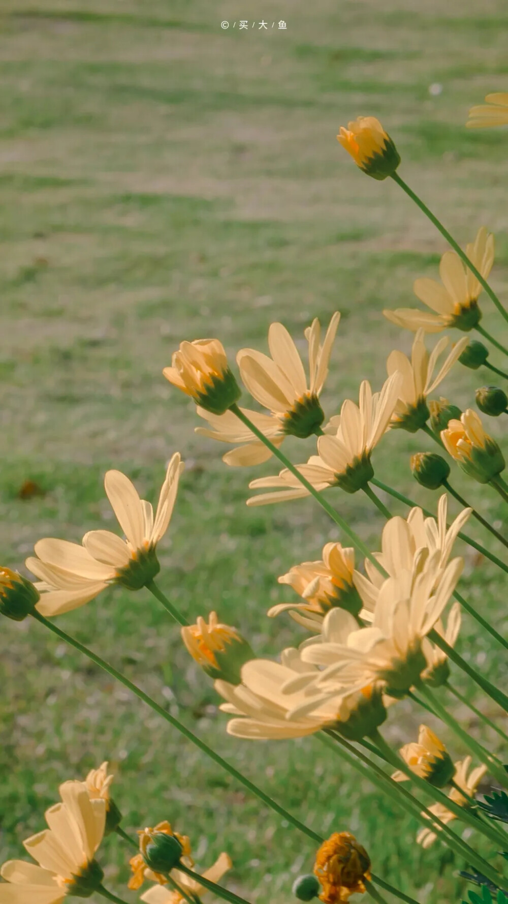 花朵背景，花朵壁纸，壁纸，背景图，