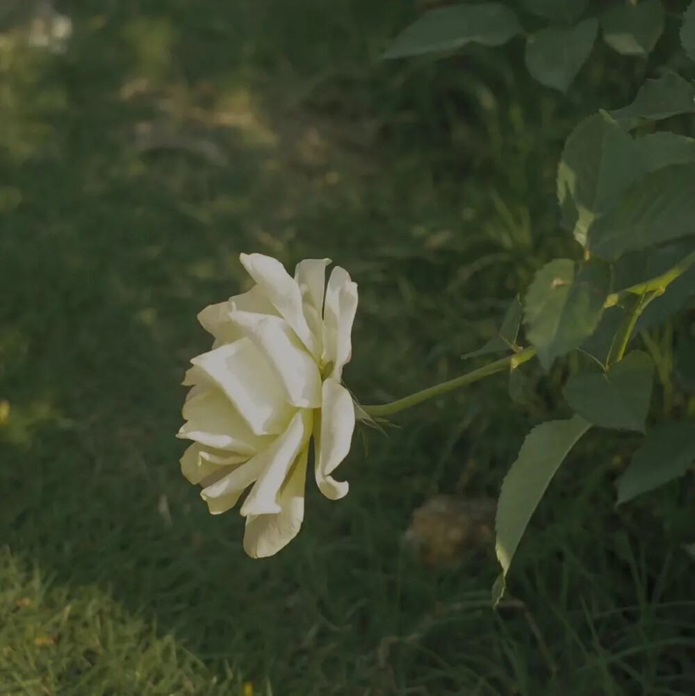 花朵背景，花朵壁纸，壁纸，背景图，